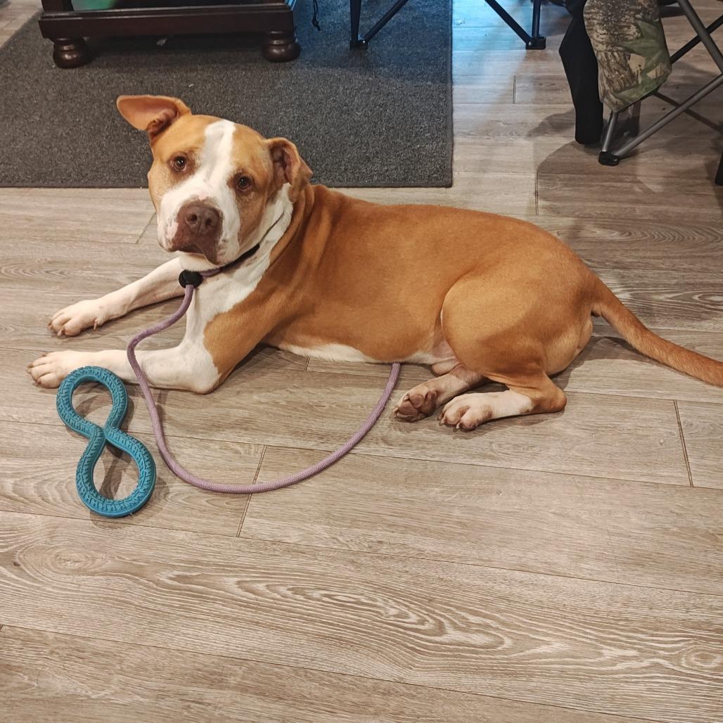 Enlarge Hank, a Adoptable mixed breed in Fayetteville, AR image 5/6