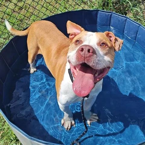 Hank, a Adoptable mixed breed in Fayetteville, AR image 4/4