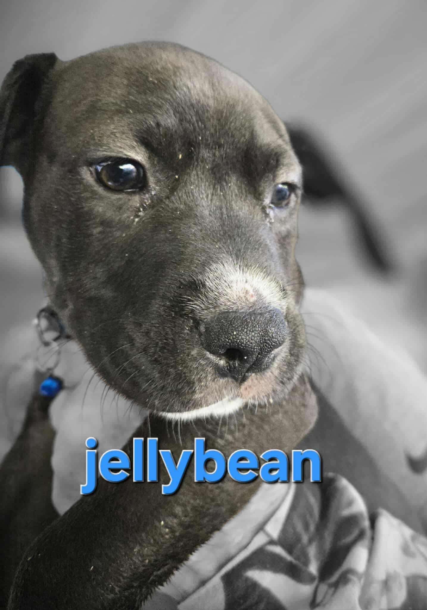 Enlarge Jellybean, a Adopted mixed breed in Arlee, MT image 2/4