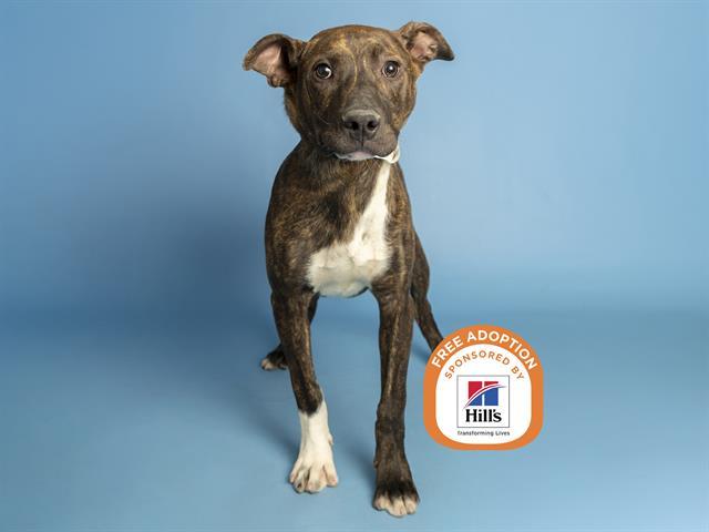 Enlarge ODIN, a Adoptable Pit Bull Terrier in Phoenix, AZ image 1/1