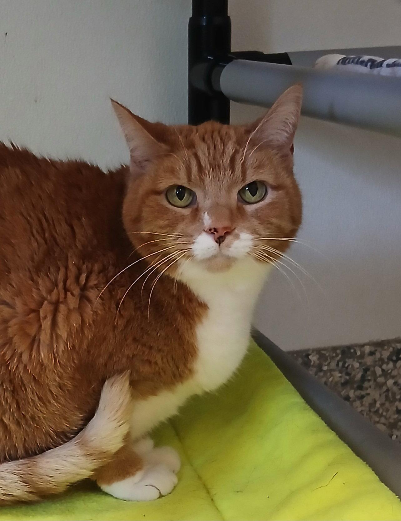 Enlarge Spotted Elephant, a Adoptable mixed breed in Bay City, MI image 1/1