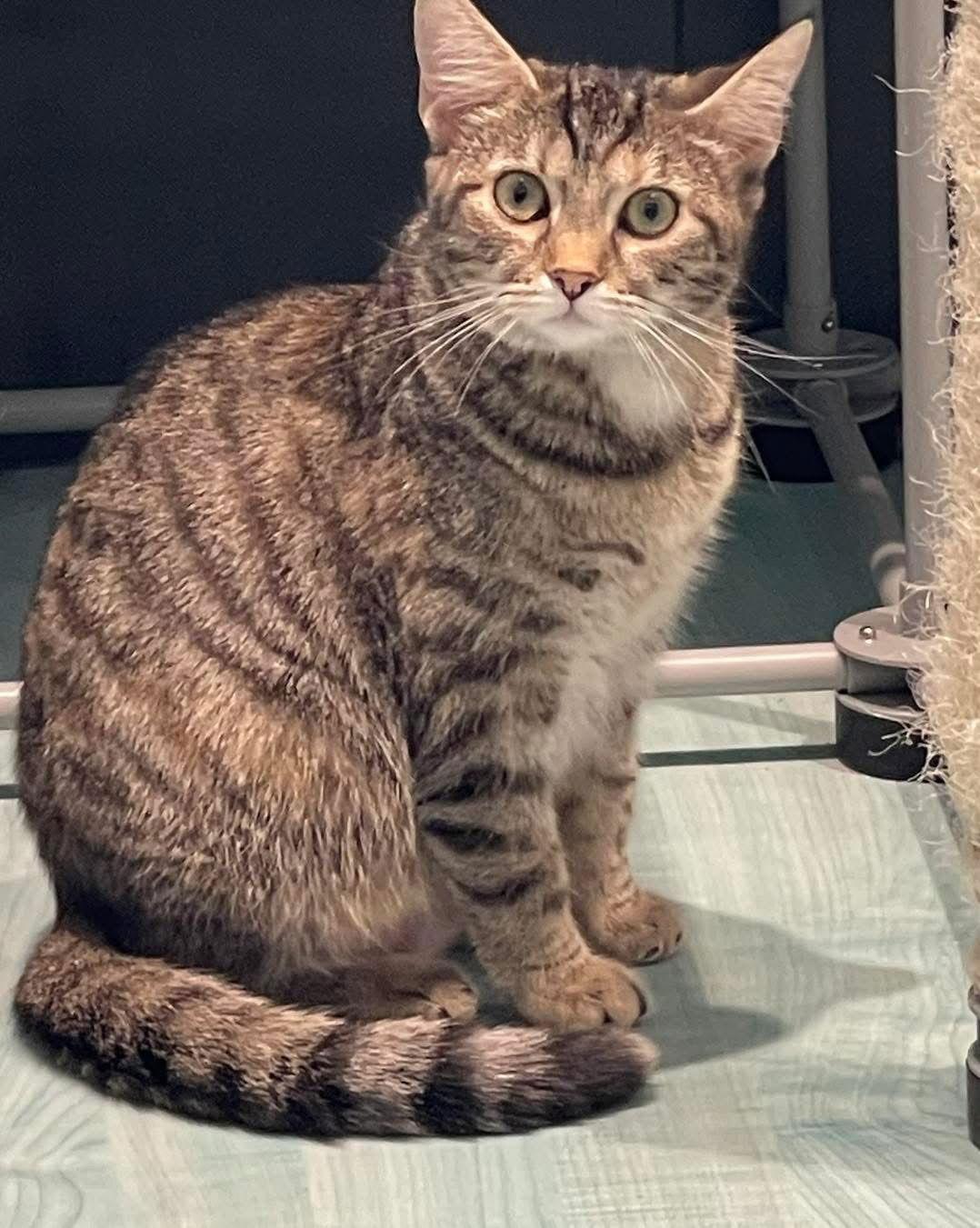 Moe, Adoptable, Young Female Domestic Short Hair.