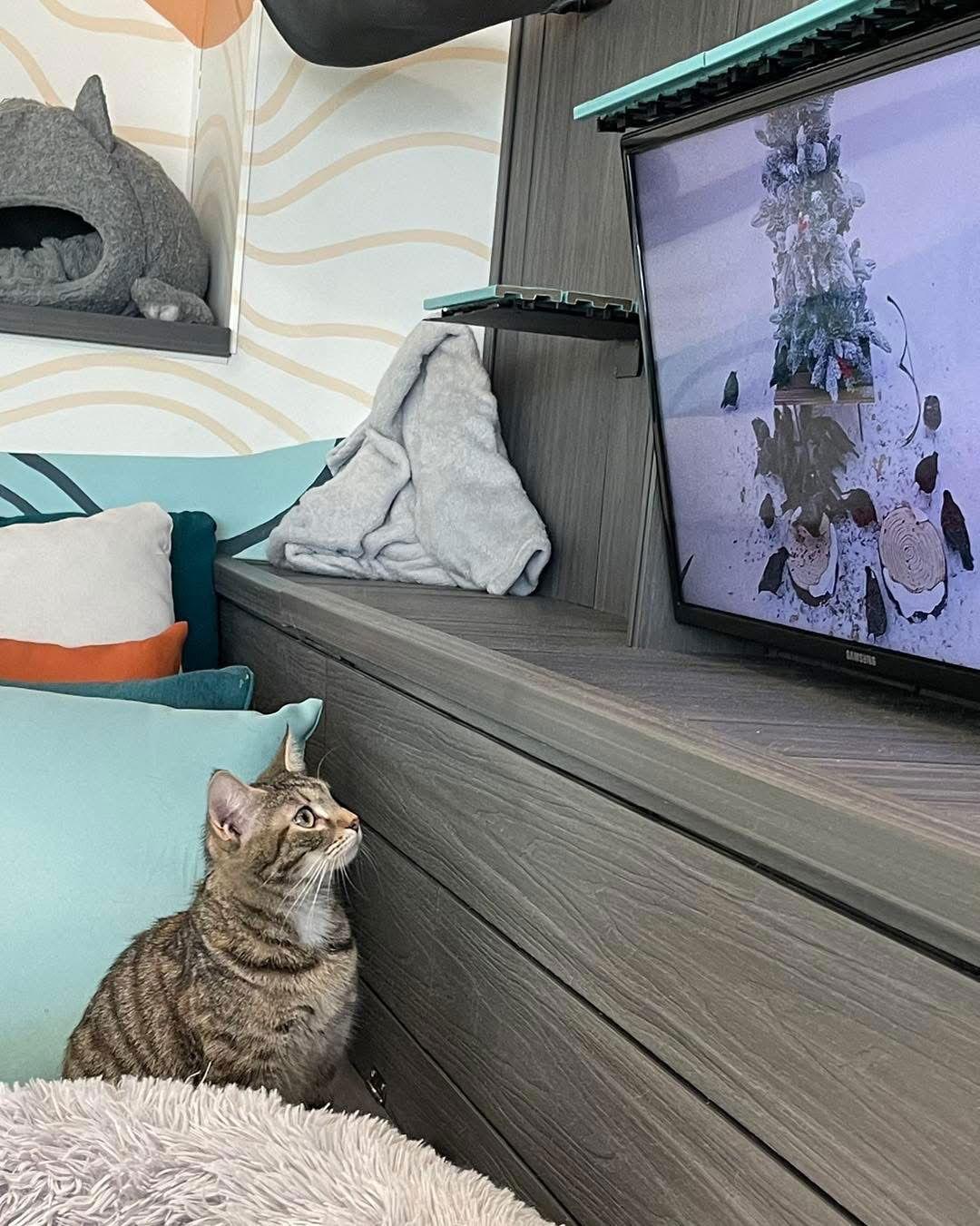 Enlarge Moe, a Adoptable Domestic Short Hair in Oakboro , NC image 2/3