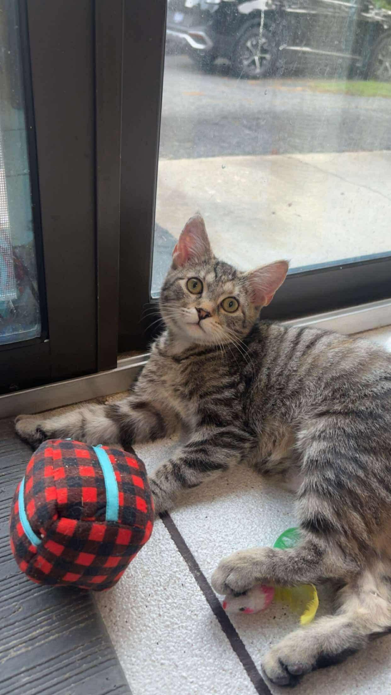 Moe, a Adoptable Domestic Short Hair in Oakboro , NC image 1/3