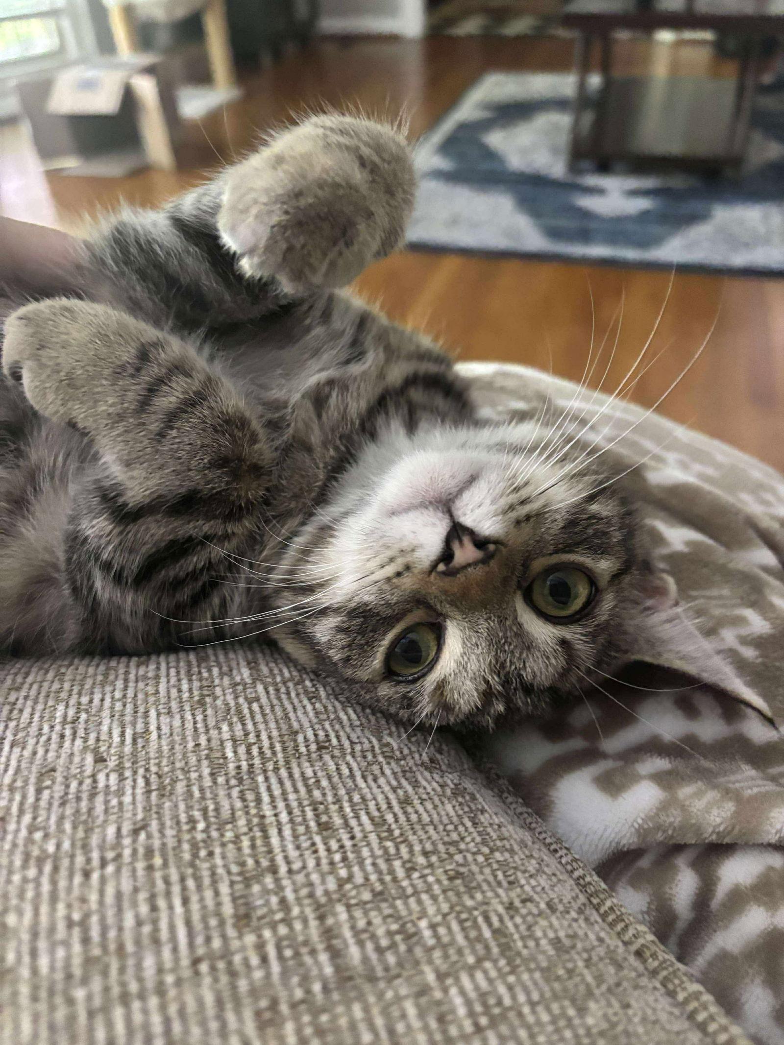 Moe, a Adoptable Domestic Short Hair in Oakboro , NC image 2/3