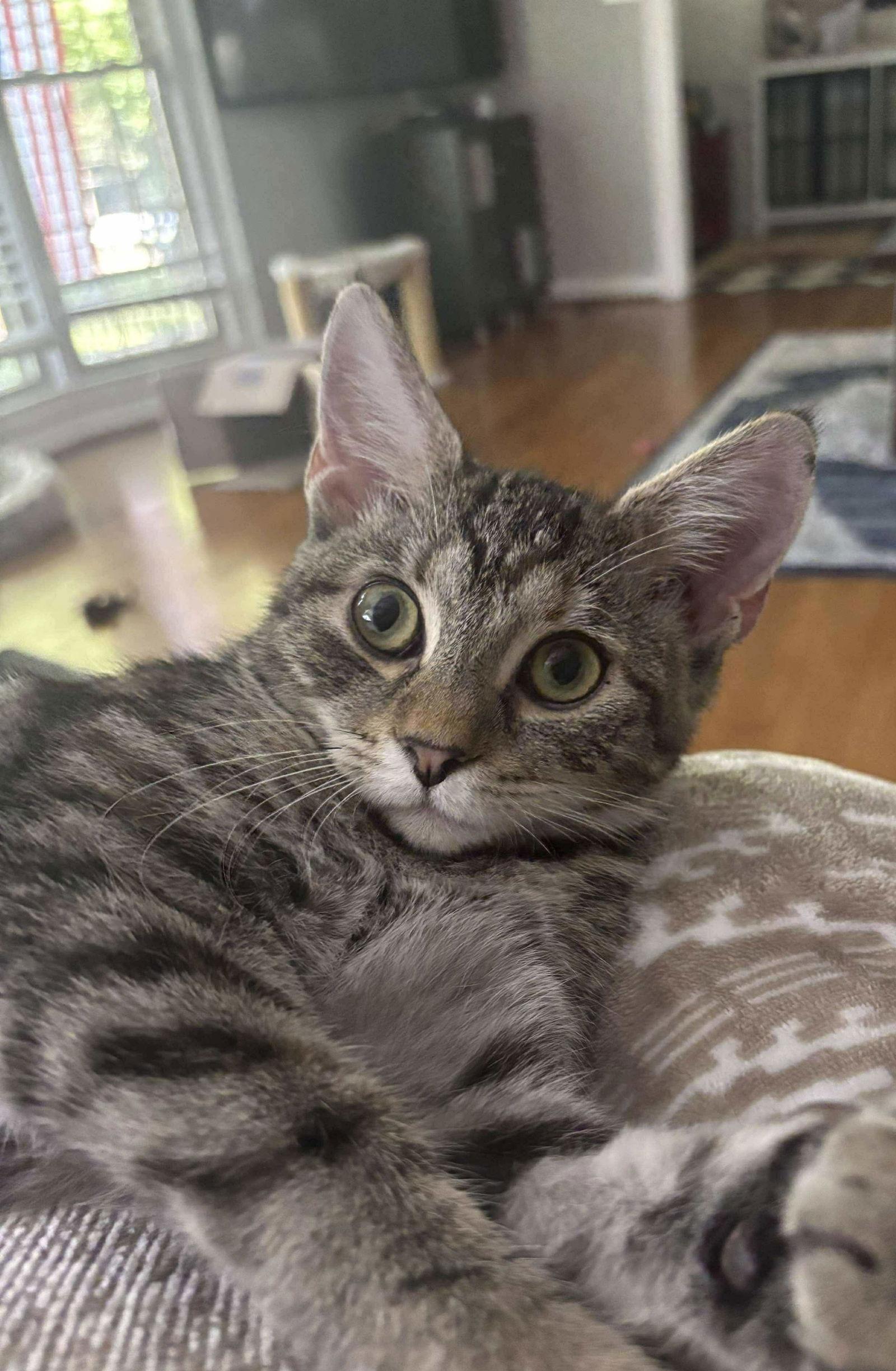 Moe, a Adoptable Domestic Short Hair in Oakboro , NC image 3/3