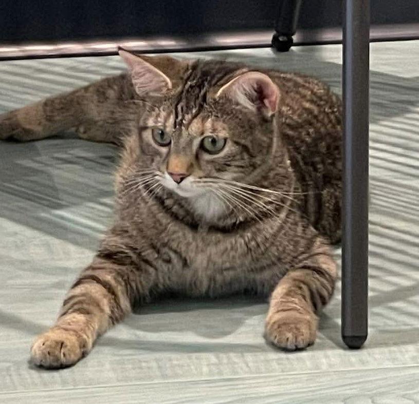 Enlarge Moe, a Adoptable Domestic Short Hair in Oakboro , NC image 3/3