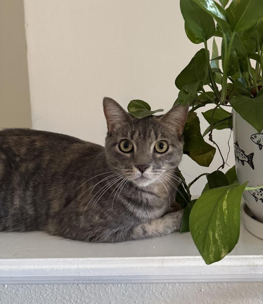Enlarge Nikole, a Adoptable mixed breed in Brandon, FL image 2/4