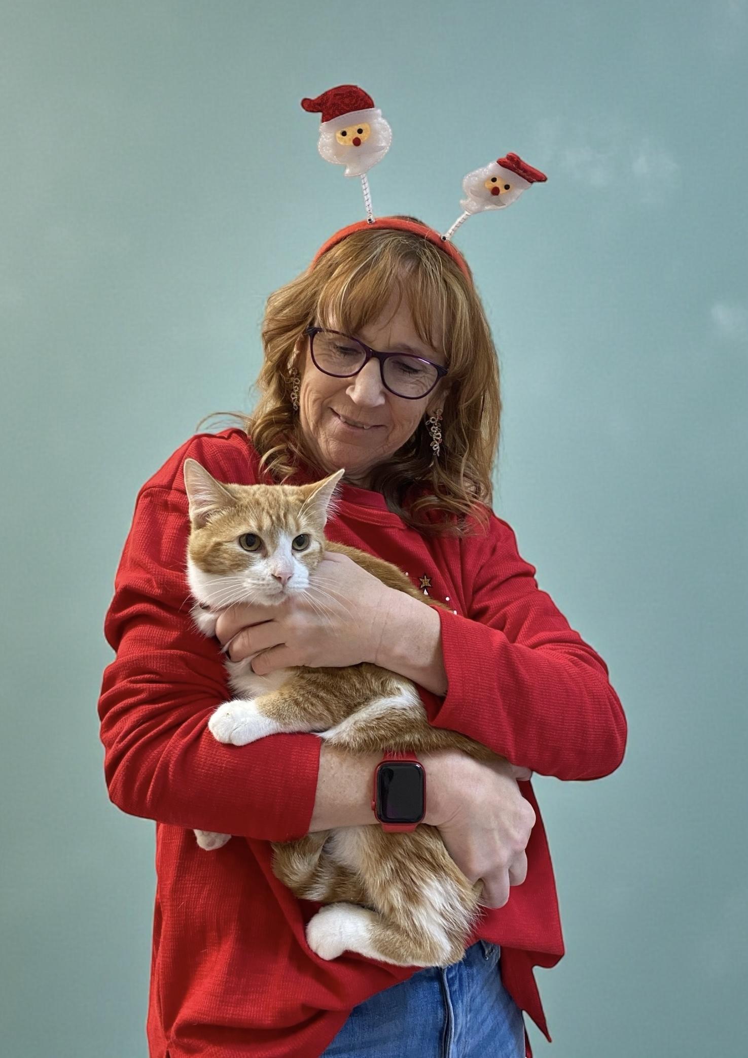 Manolo, a Adoptable Domestic Short Hair in Elyria, OH image 1/2