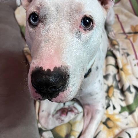 Enlarge Elvis Affectionate, Loving, Smart, Good w/Dogs, 2yrs old, 66 lbs., a Adoptable mixed breed in Columbus, OH image 2/6