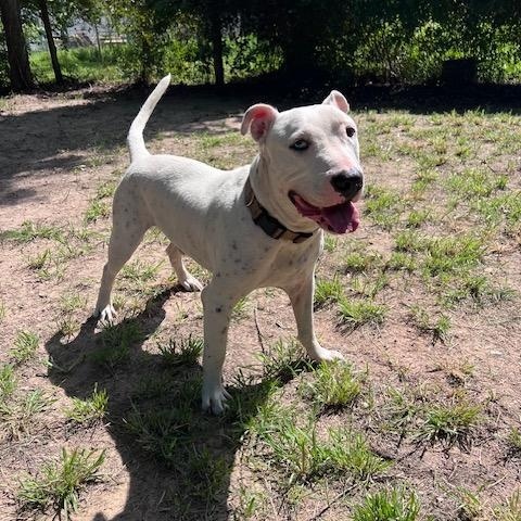 Enlarge Elvis Affectionate, Loving, Smart, Good w/Dogs, 2yrs old, 66 lbs., a Adoptable mixed breed in Columbus, OH image 4/6