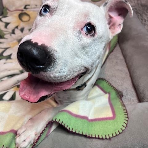Enlarge Elvis Affectionate, Loving, Smart, Good w/Dogs, 2yrs old, 66 lbs., a Adoptable mixed breed in Columbus, OH image 3/6