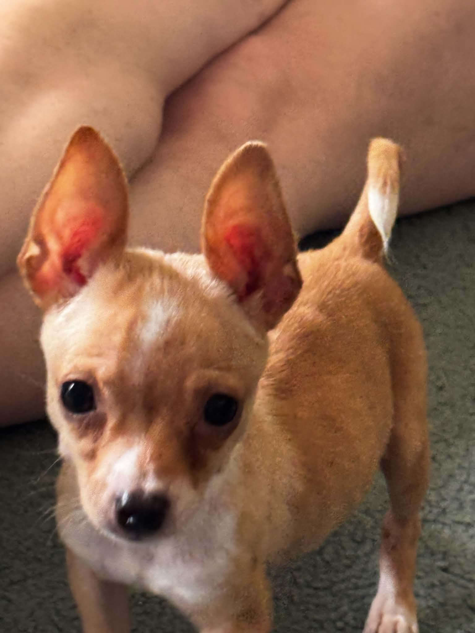 Maya, Adoptable, Puppy Female Chiweenie & Chihuahua.
