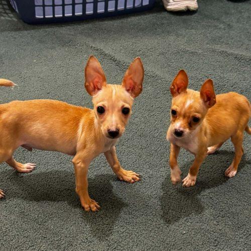 Maya, a Adoptable mixed breed in Sanford, NC image 2/4