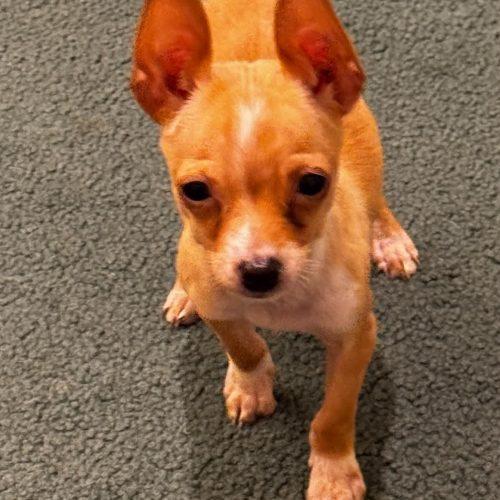Maya, a Adoptable mixed breed in Sanford, NC image 3/4