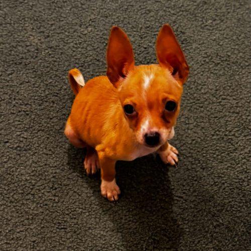 Maya, a Adoptable mixed breed in Sanford, NC image 4/4