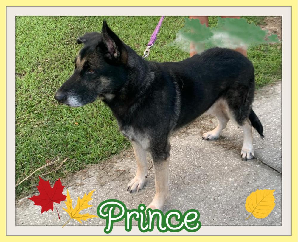Prince, Adopted, Adult Male German Shepherd Dog.