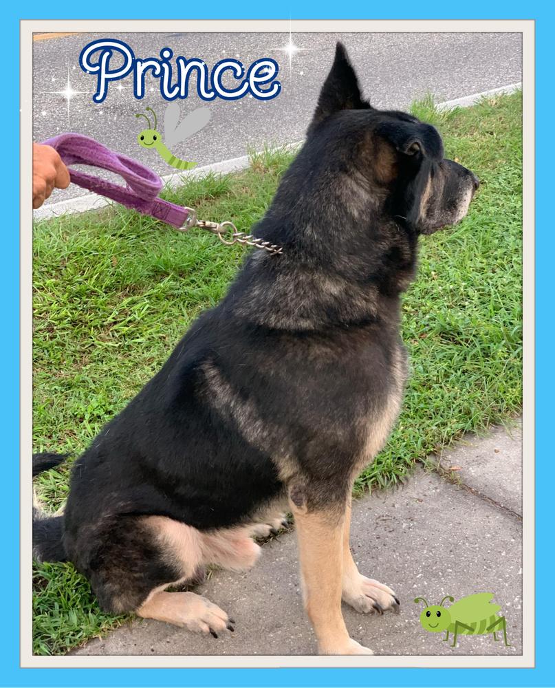 Enlarge Prince, a Adopted German Shepherd Dog in South Mills, NC image 3/5