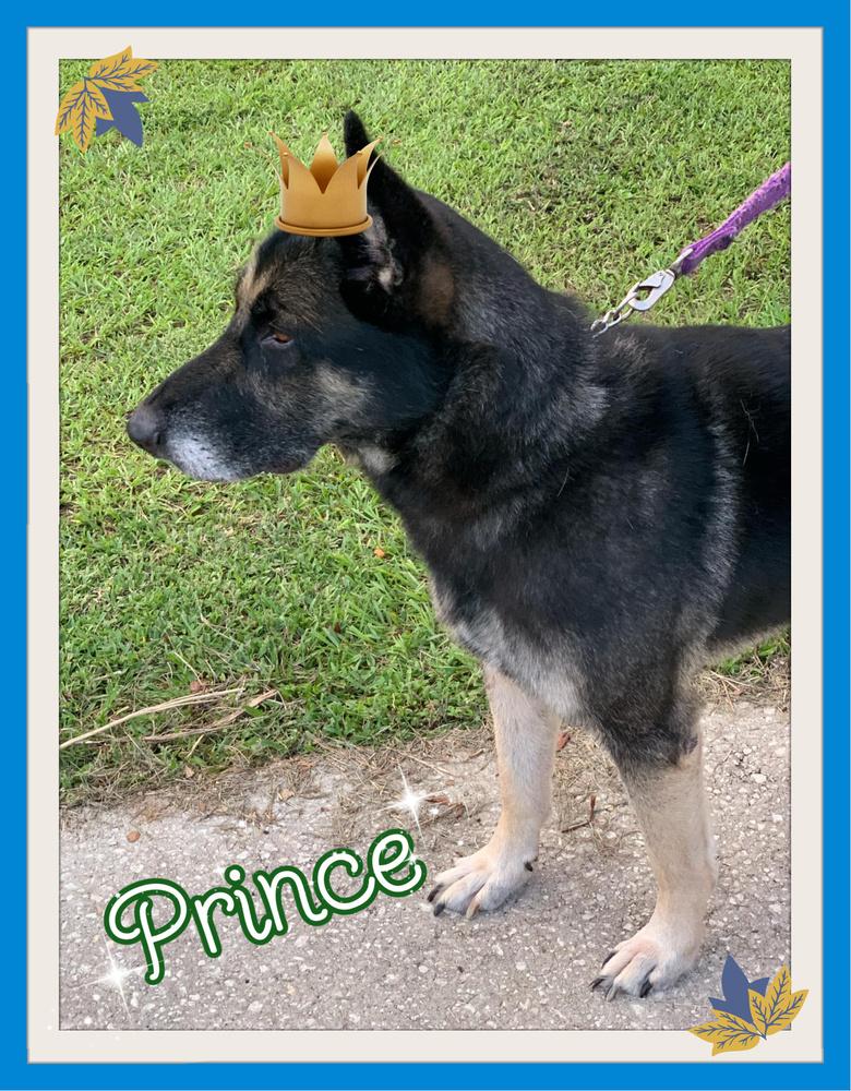 Enlarge Prince, a Adopted German Shepherd Dog in South Mills, NC image 4/5