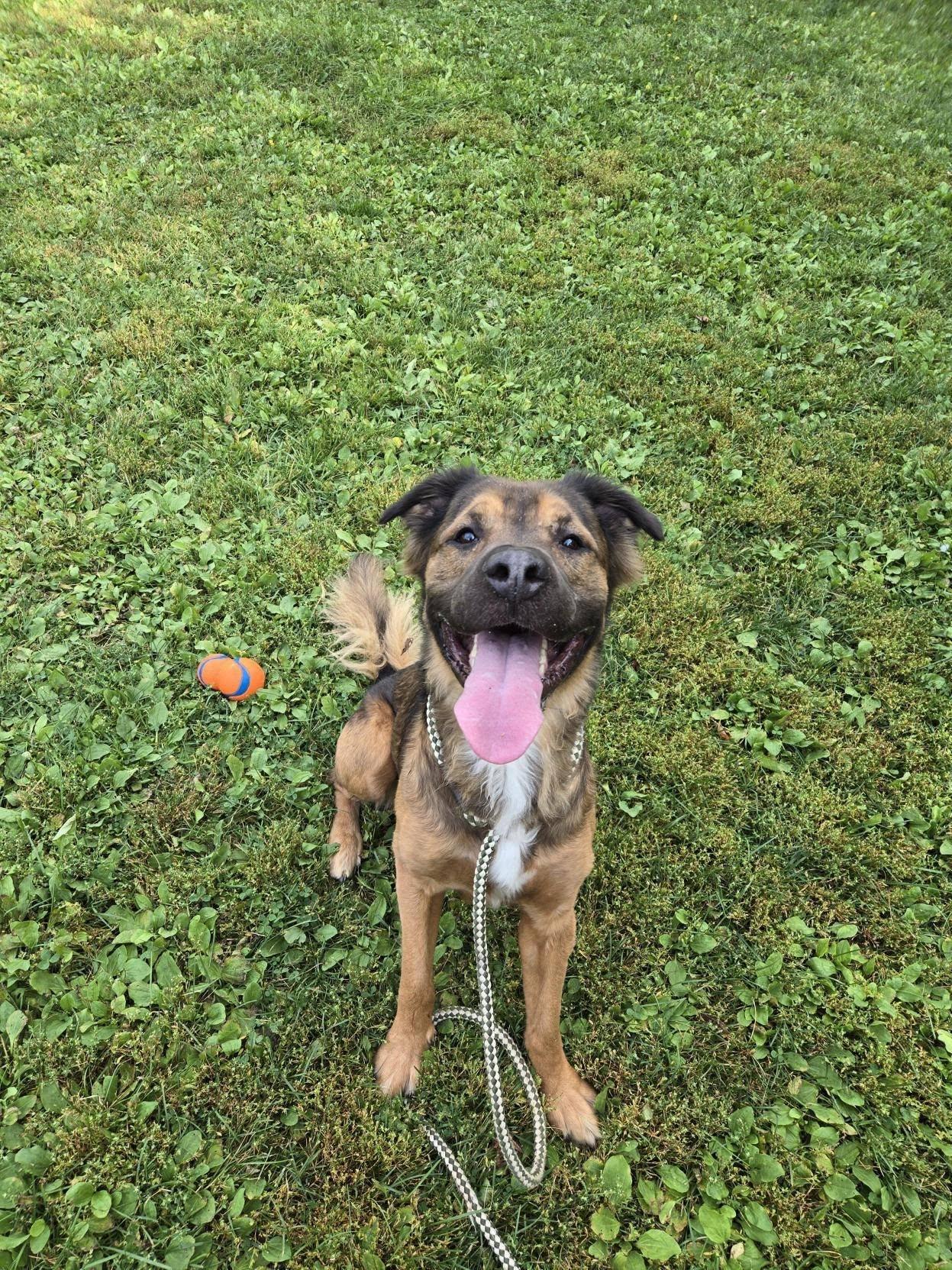 Raj, an adoptable Shar-Pei in Wahnapitae, ON, P0M 3C0 | Photo Image 3