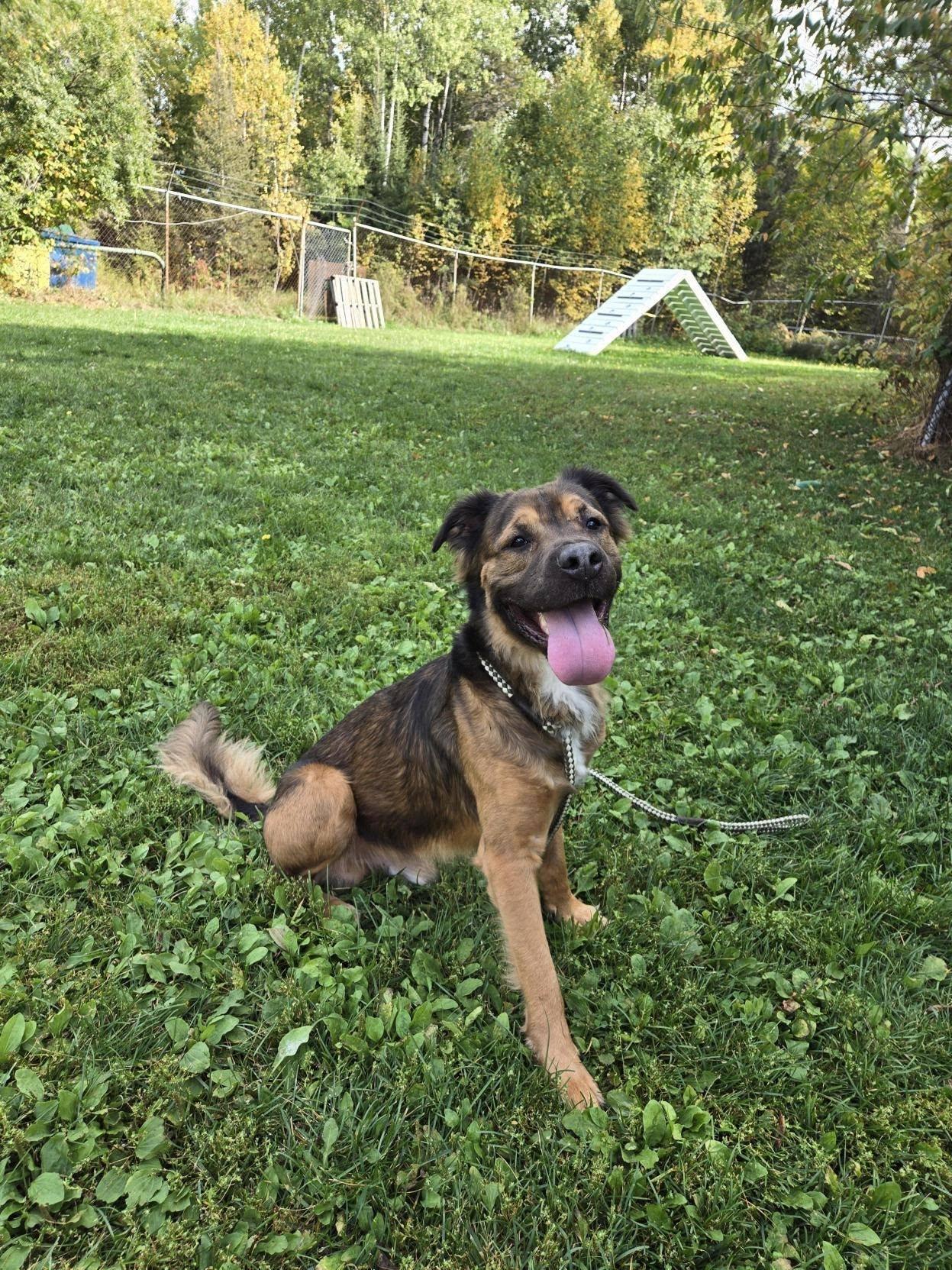 Raj, an adoptable Shar-Pei in Wahnapitae, ON, P0M 3C0 | Photo Image 2