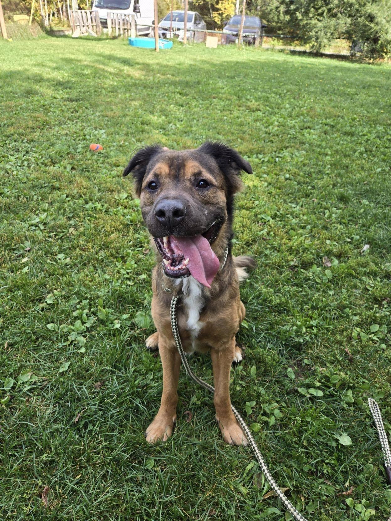 Raj, an adoptable Shar-Pei in Wahnapitae, ON, P0M 3C0 | Photo Image 1
