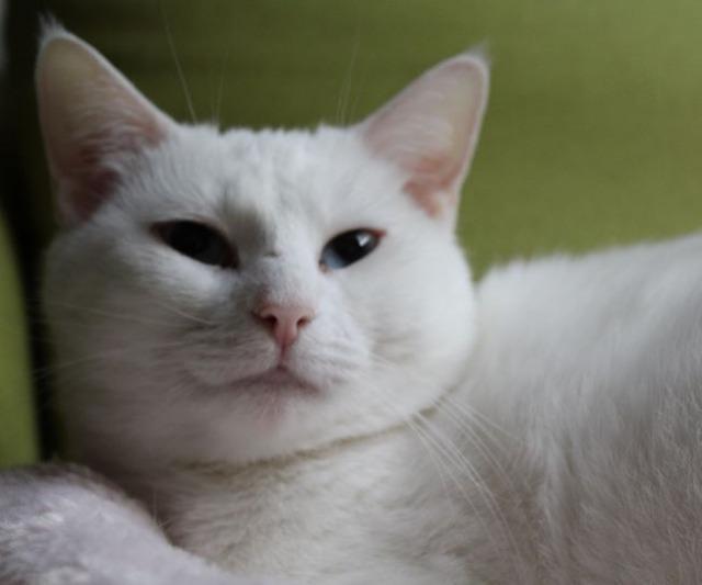 Sophie (Sponsored; Special Needs)