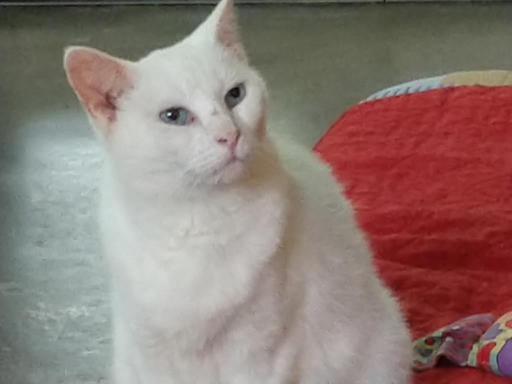 Enlarge Sophie (Sponsored; Special Needs), a Adoptable mixed breed in Pittsboro, NC image 3/5