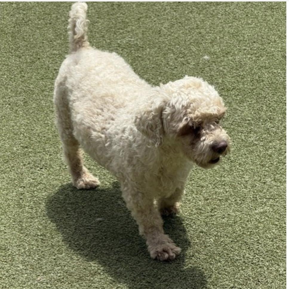 Enlarge Essex, a Adoptable mixed breed in houston, TX image 3/6