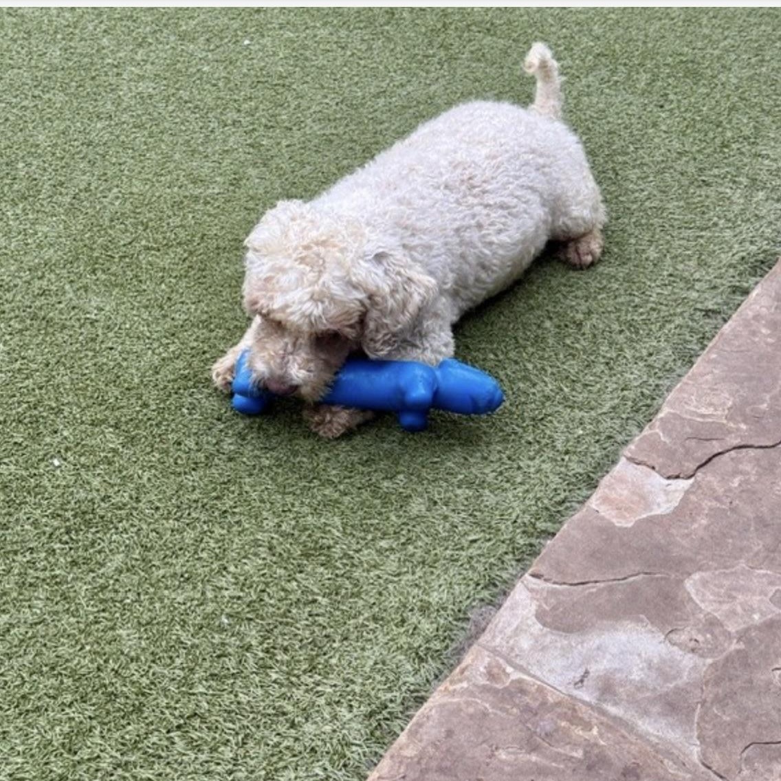 Essex, Adoptable, Adult Male Cockapoo.