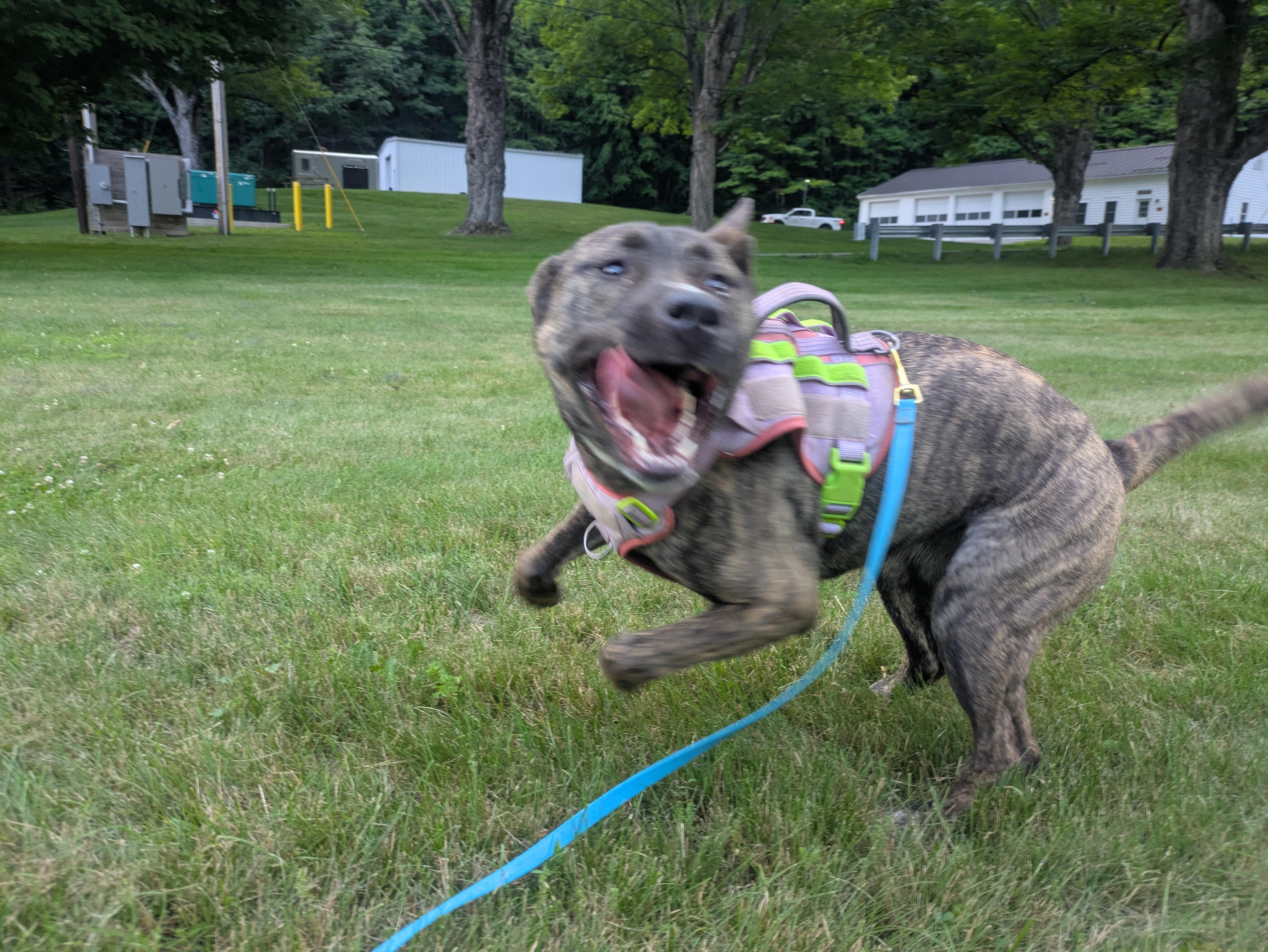 Lacy-MD, a Adoptable mixed breed in Hagerstown, MD image 4/6