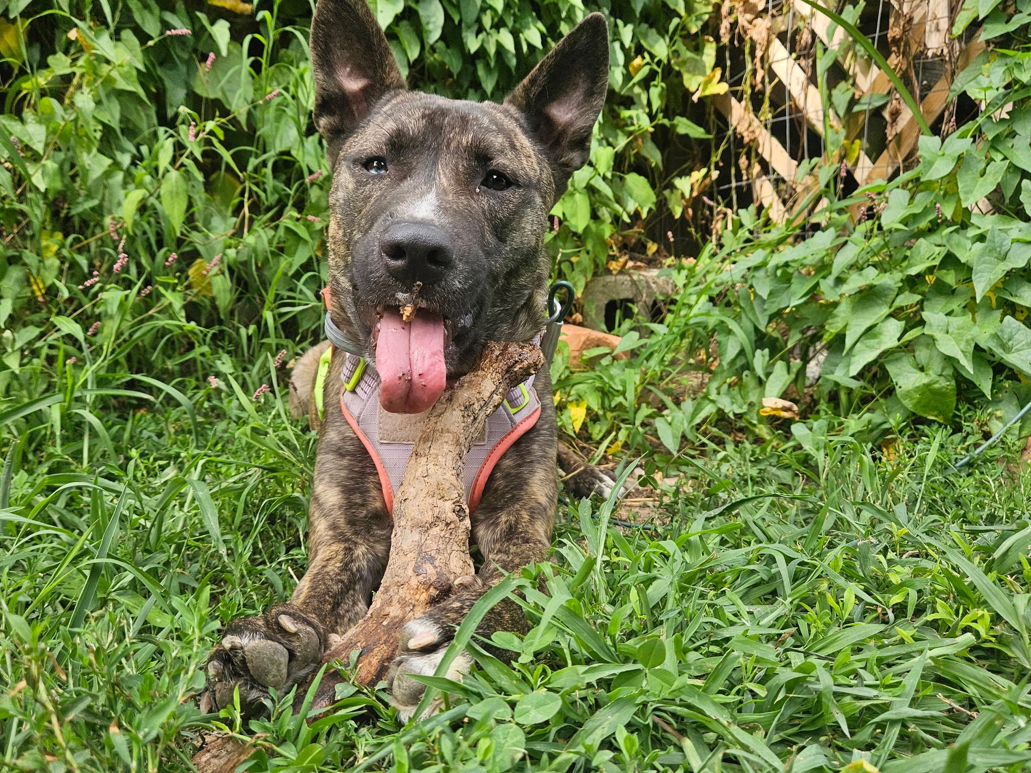 Lacy-MD, Adoptable, Young Female American Staffordshire Terrier.