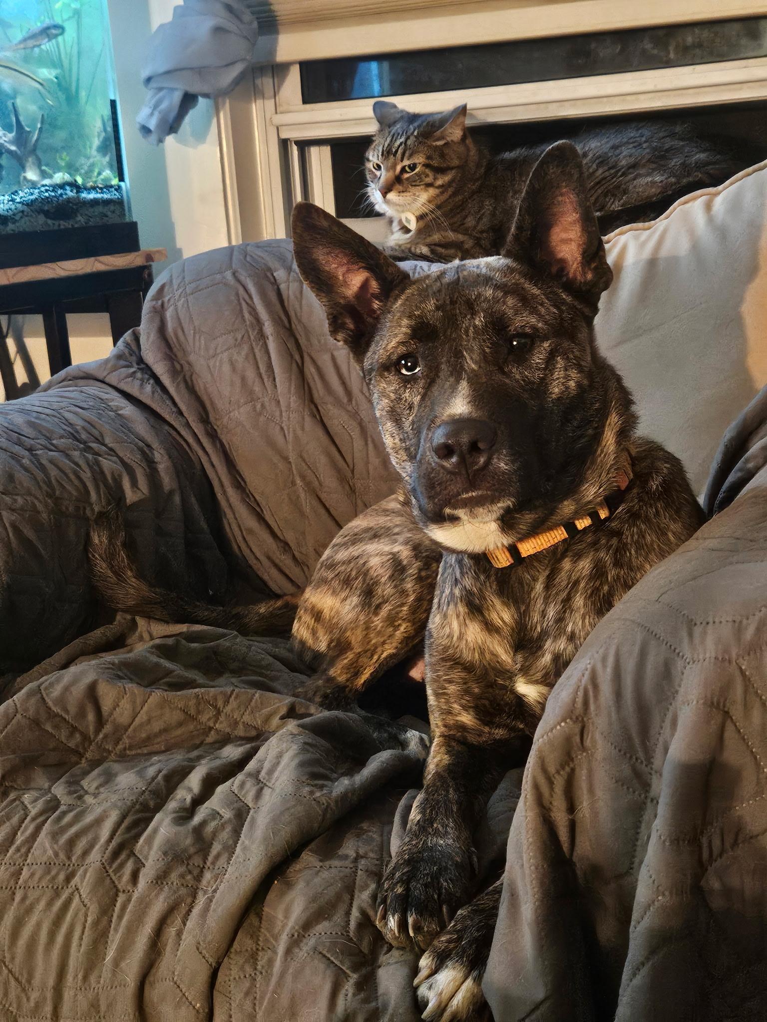 Lacy-MD, a Adoptable mixed breed in Hagerstown, MD image 3/6