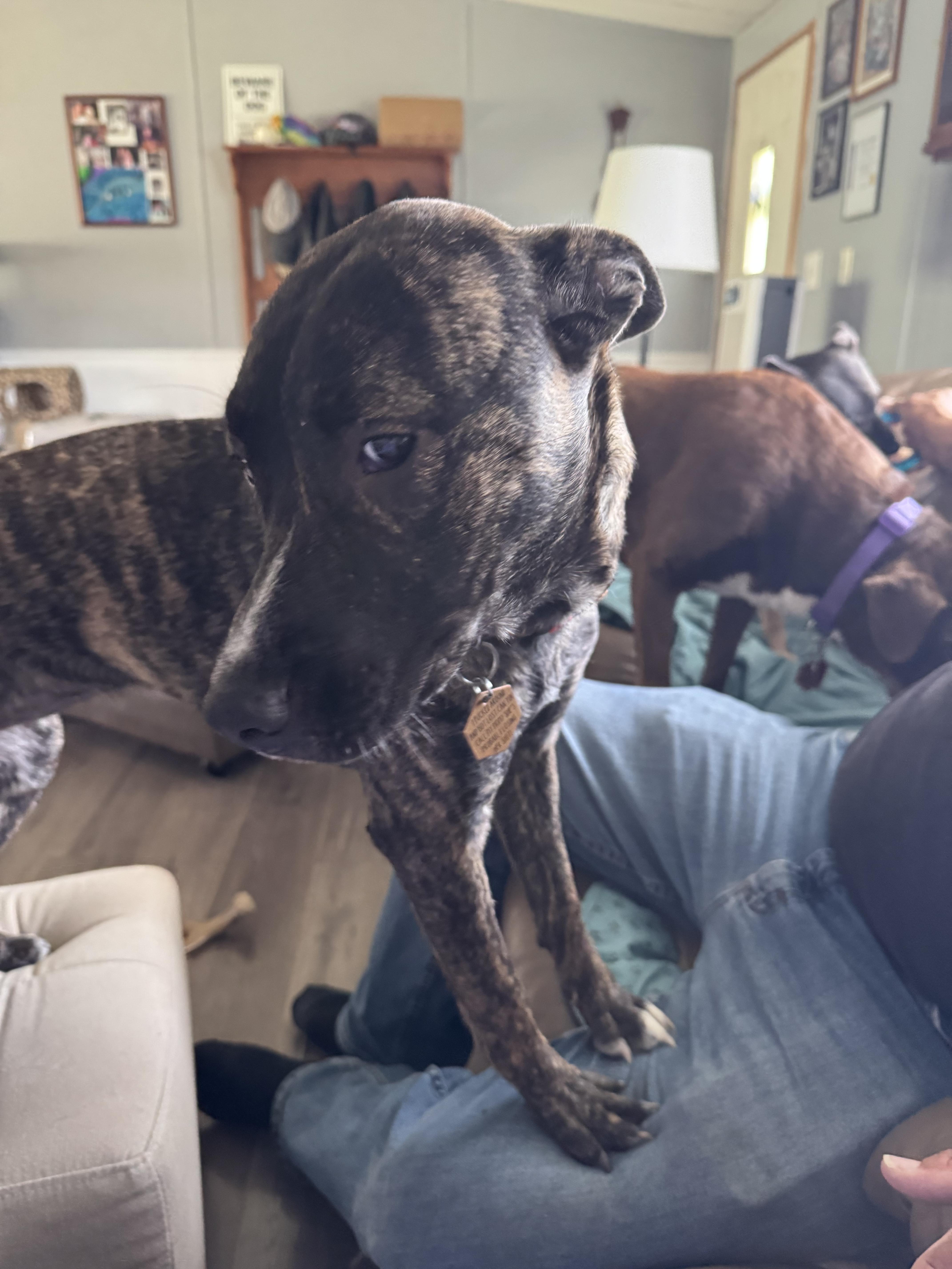 Lacy-MD, a Adoptable mixed breed in Hagerstown, MD image 6/6