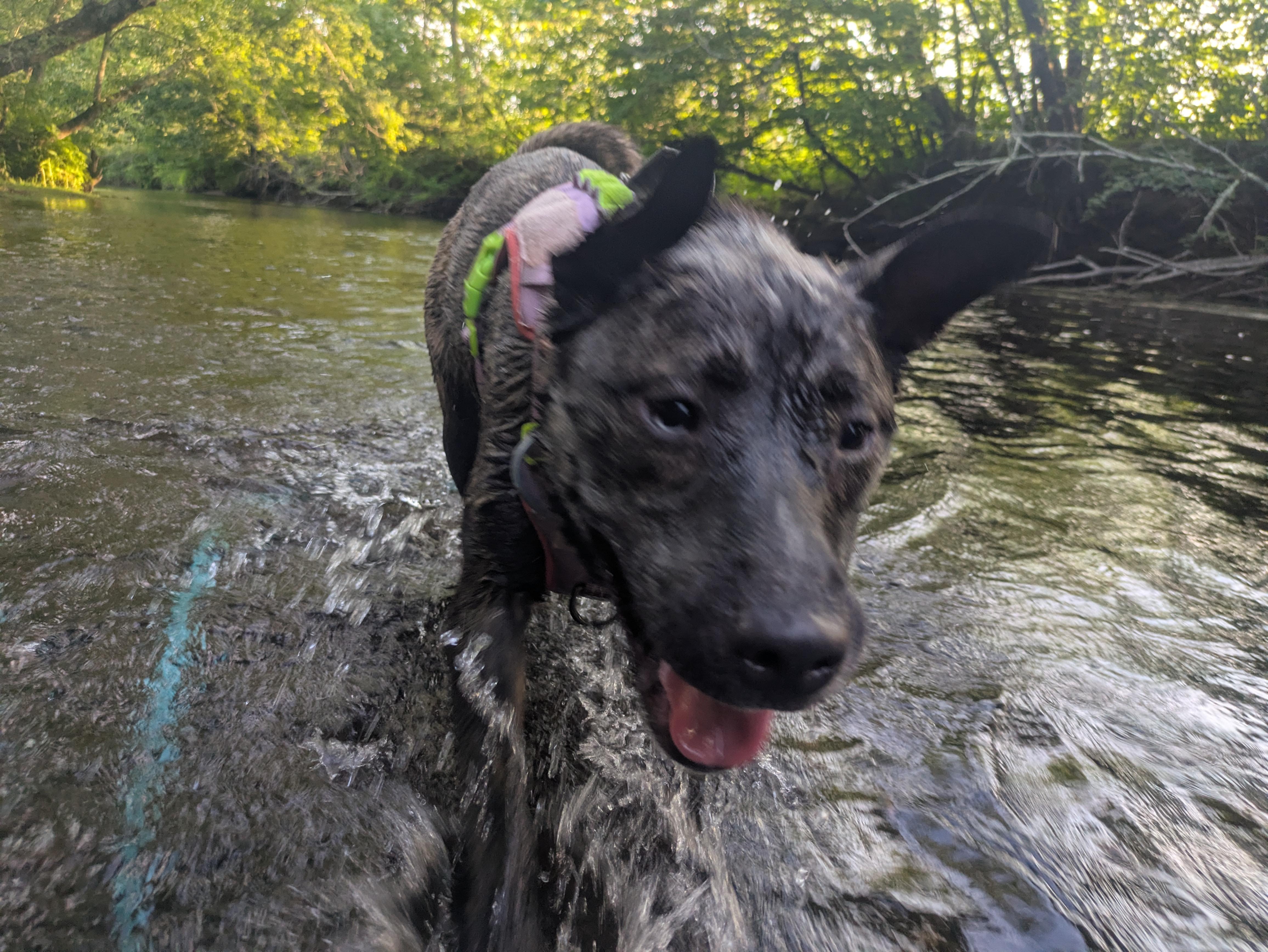 Lacy-MD, a Adoptable mixed breed in Hagerstown, MD image 2/6