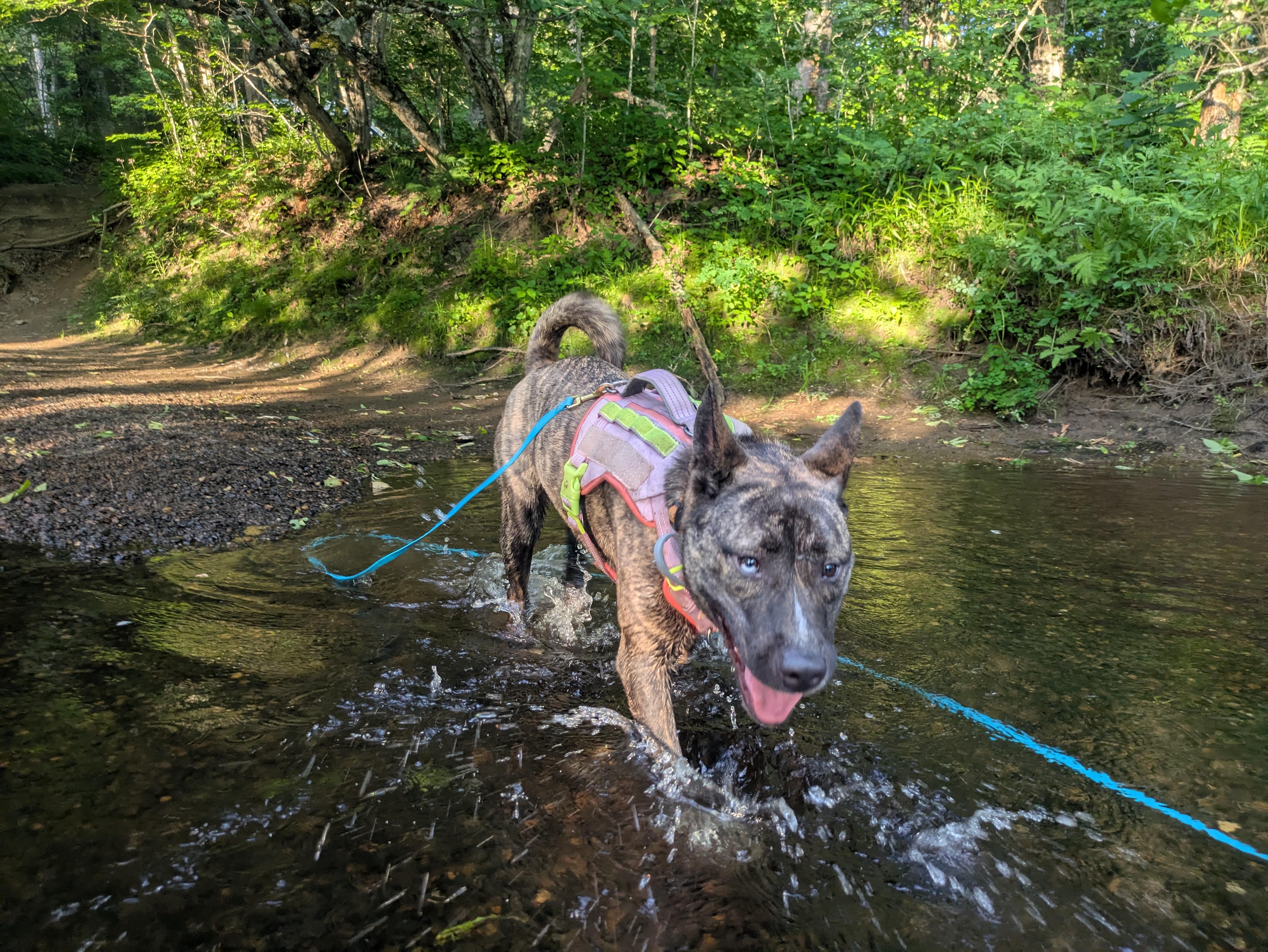 Lacy-MD, a Adoptable mixed breed in Hagerstown, MD image 5/6