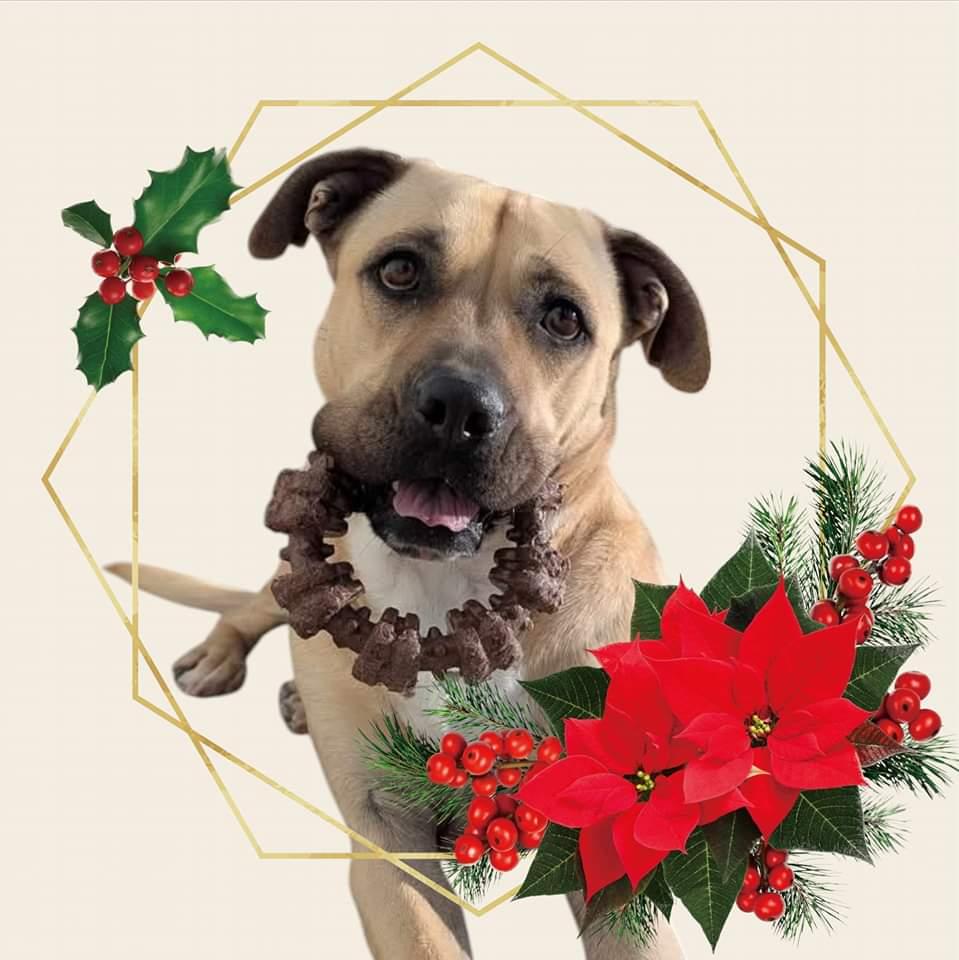 Enlarge Eggnog, a Adopted mixed breed in Westminster, MD image 1/3