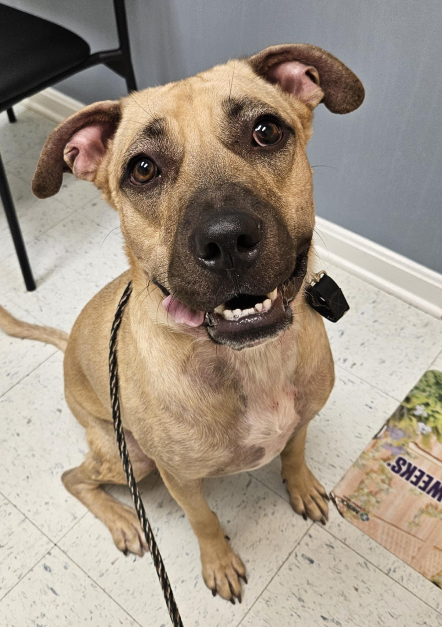 Enlarge Eggnog, a Adopted mixed breed in Westminster, MD image 2/3