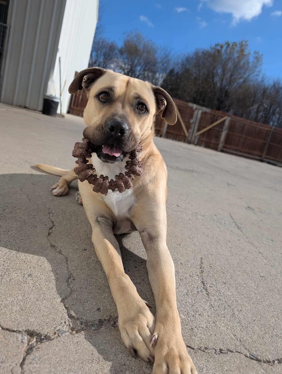 Enlarge Eggnog, a Adopted mixed breed in Westminster, MD image 3/3
