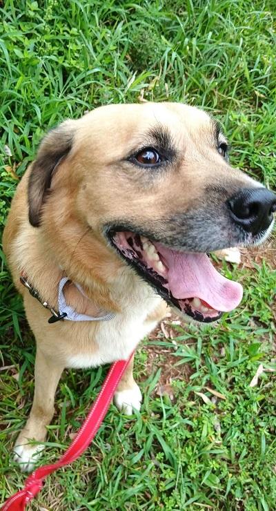 Enlarge RUSTY, a Adoptable mixed breed in Pegram, TN image 4/6