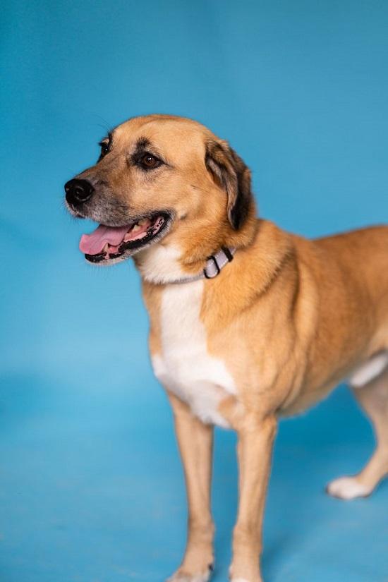 RUSTY, Adoptable, Adult Male Retriever.