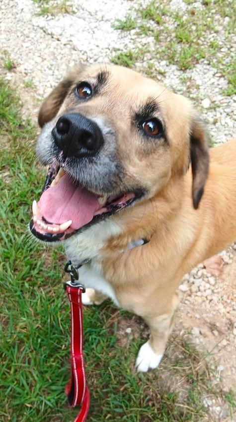 Enlarge RUSTY, a Adoptable mixed breed in Pegram, TN image 3/6