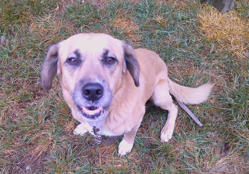 Enlarge RUSTY, a Adoptable mixed breed in Pegram, TN image 5/6