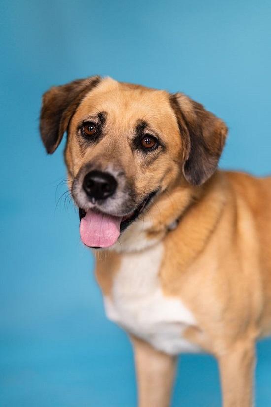 Enlarge RUSTY, a Adoptable mixed breed in Pegram, TN image 5/6