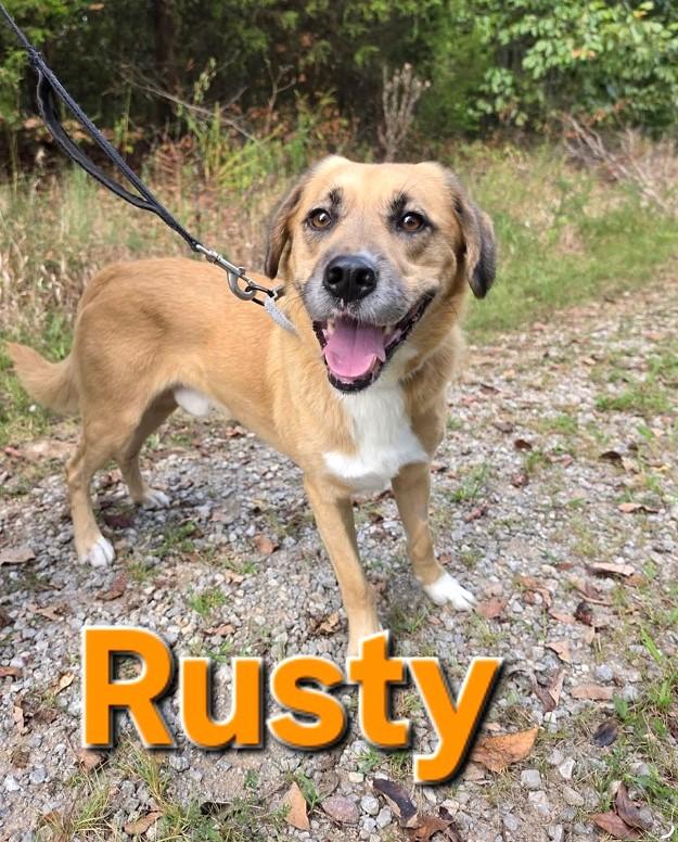 Enlarge RUSTY, a Adoptable mixed breed in Pegram, TN image 6/6