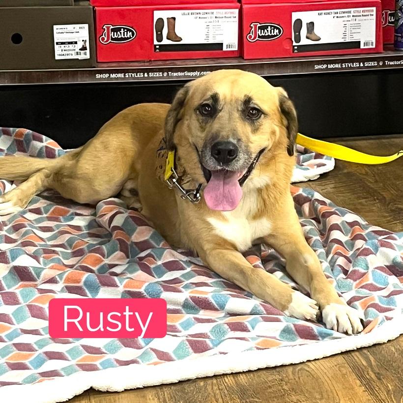 Enlarge RUSTY, a Adoptable mixed breed in Pegram, TN image 2/6