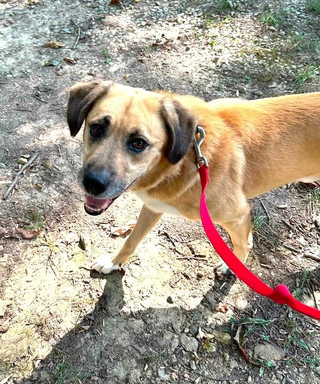 Enlarge RUSTY, a Adoptable mixed breed in Pegram, TN image 6/6
