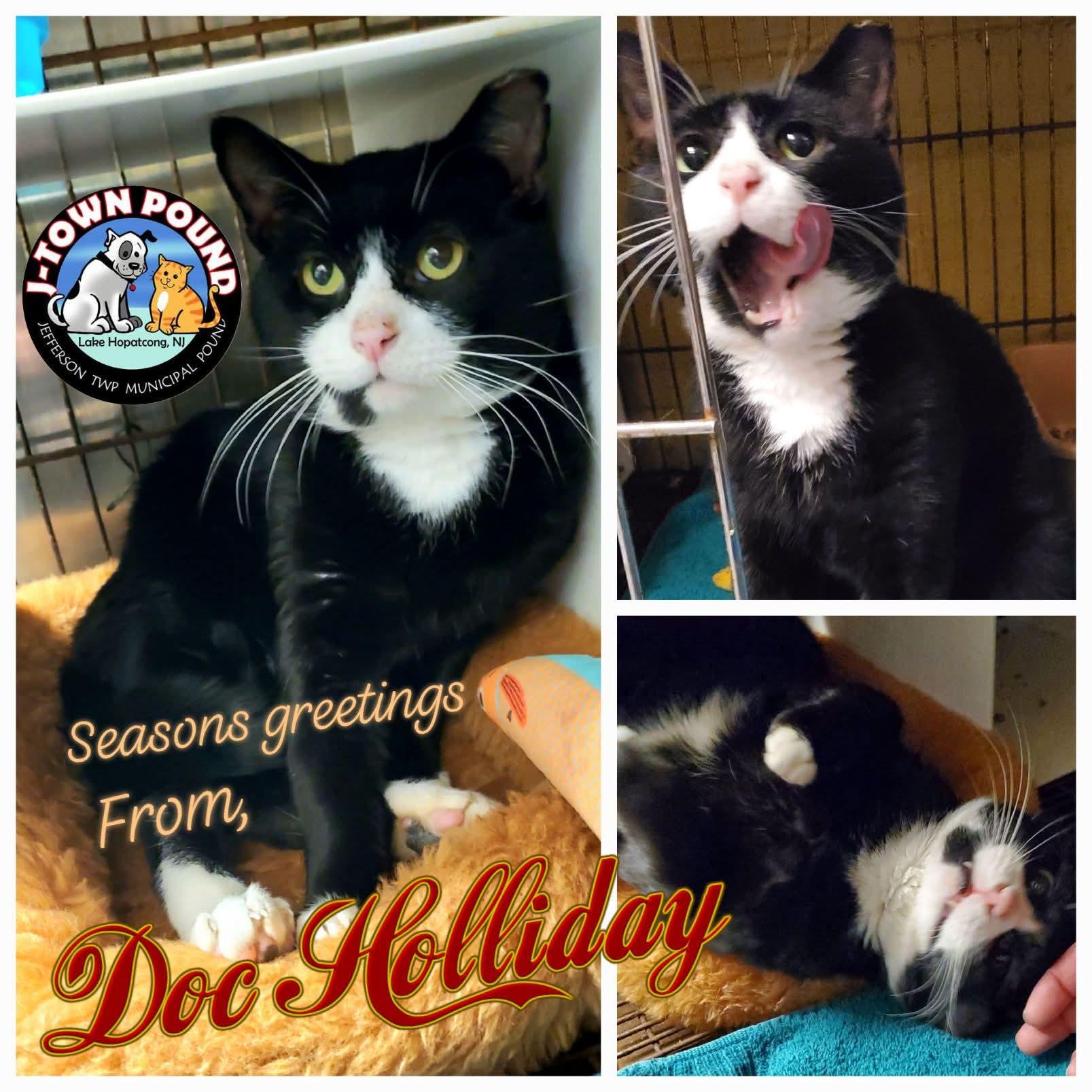 Doc Holliday - gentle tomcat, ADOPTABLE, Adult Male Domestic Short Hair.