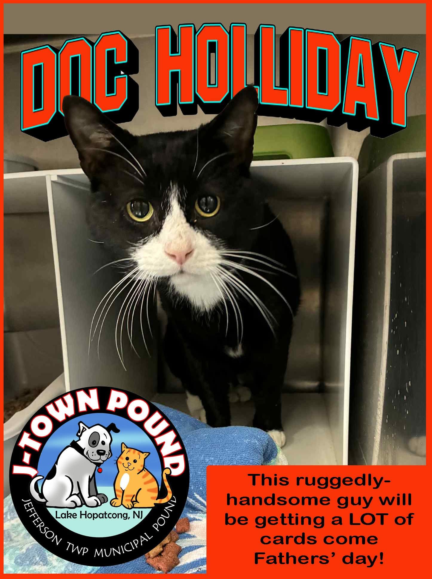 Enlarge Doc Holliday - gentle tomcat, a ADOPTABLE Domestic Short Hair in Lake Hopatcong, NJ image 2/2