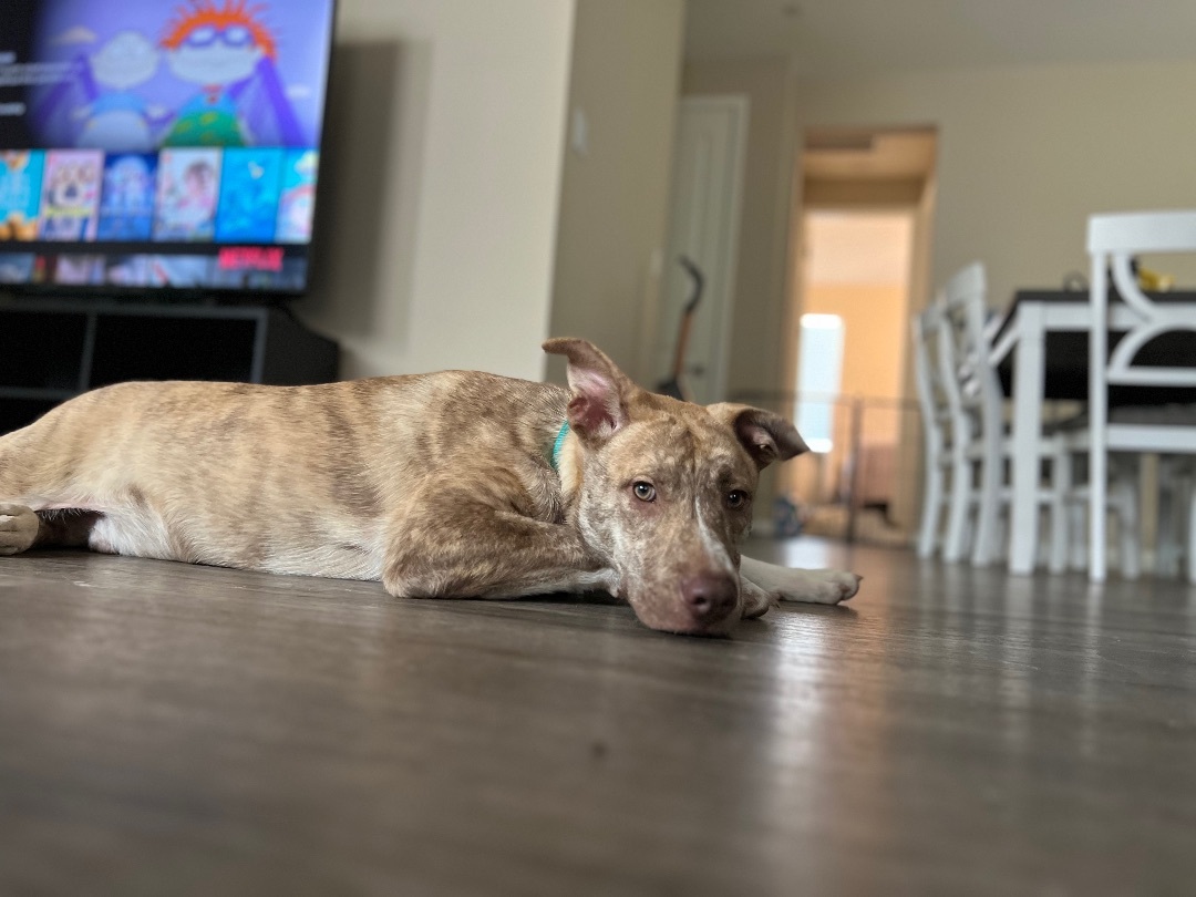 Ocean , Adopted, Adult Male Pit Bull Terrier & Mixed Breed.